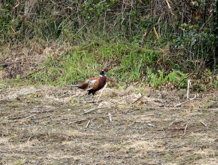 Ring-necked Pheasant - Seppo Hjerppe