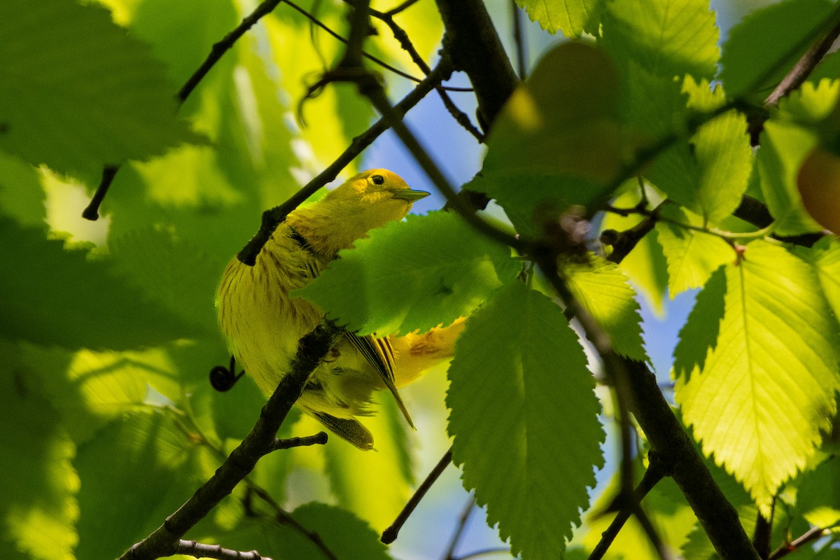 Yellow Warbler - ML618370388