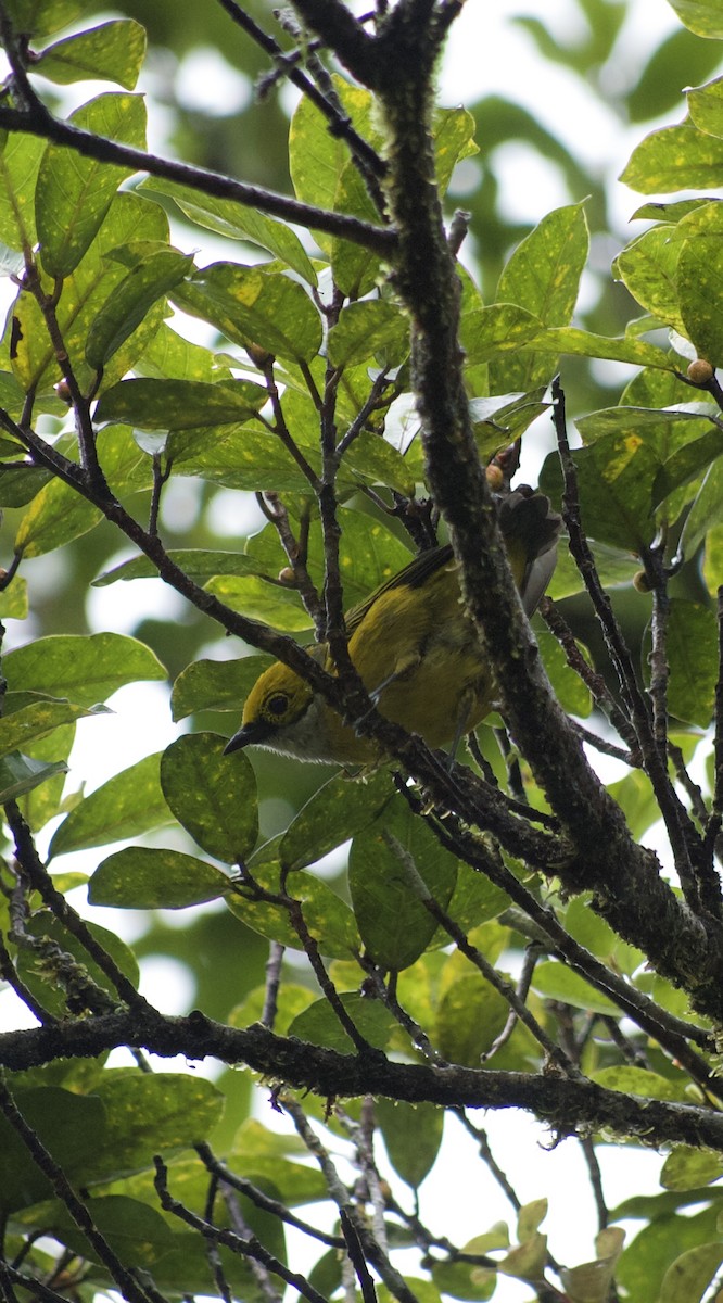 Silver-throated Tanager - ML618370442