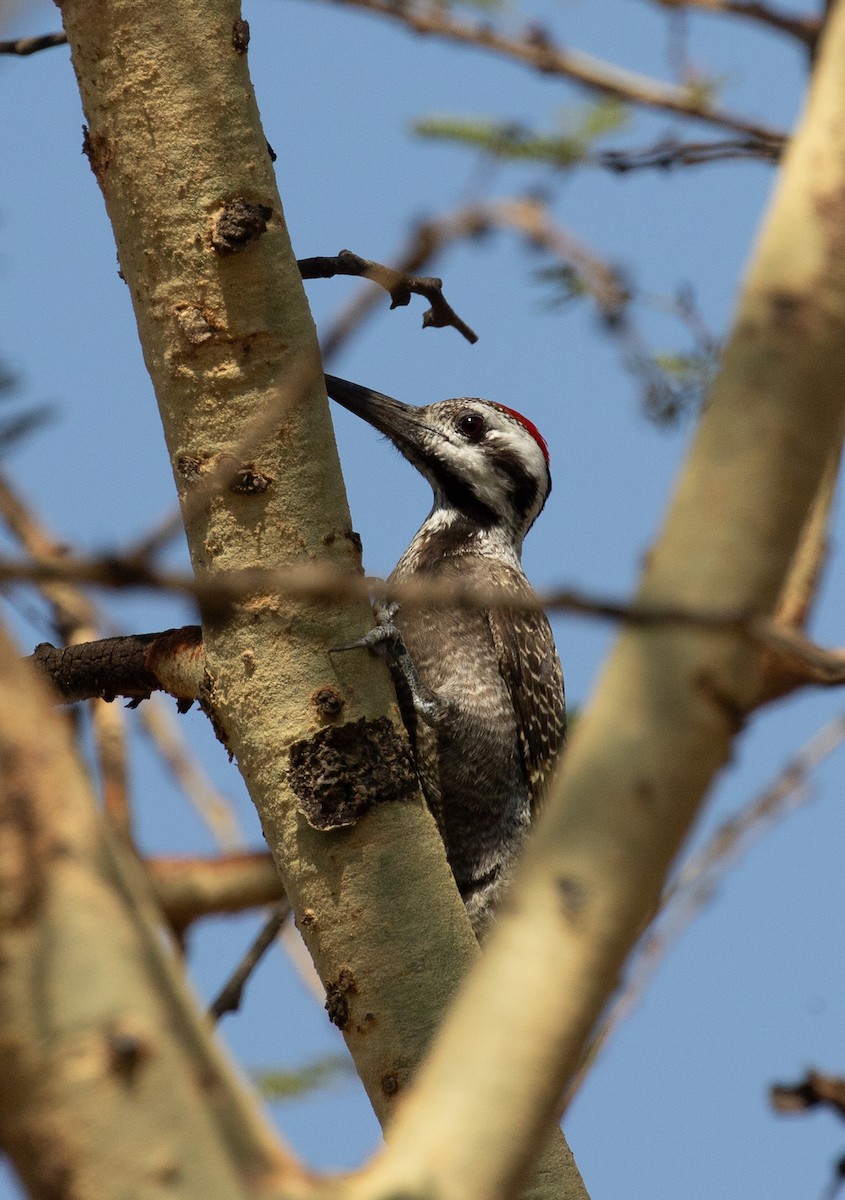 Bearded Woodpecker - ML618370449