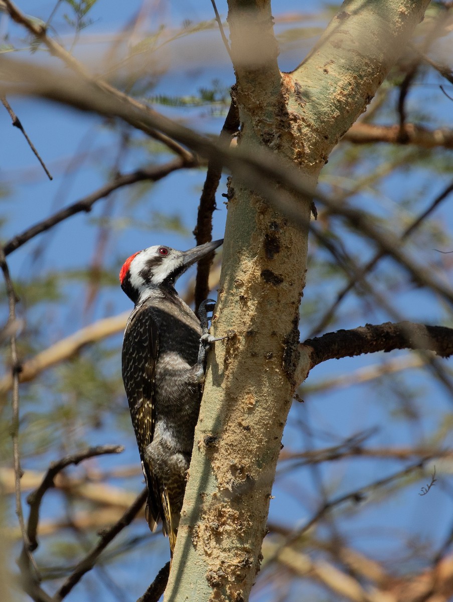 Bearded Woodpecker - ML618370451