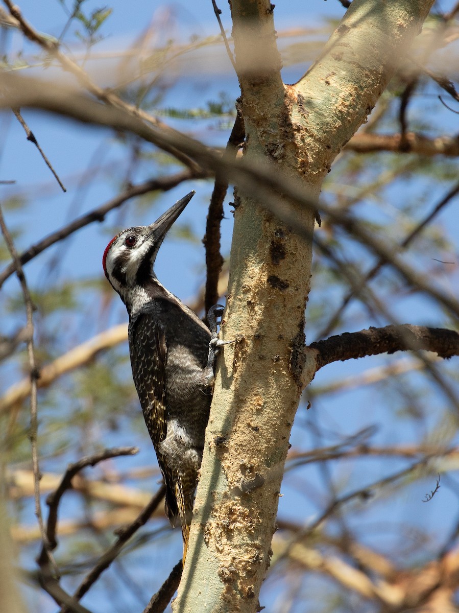 Bearded Woodpecker - ML618370452