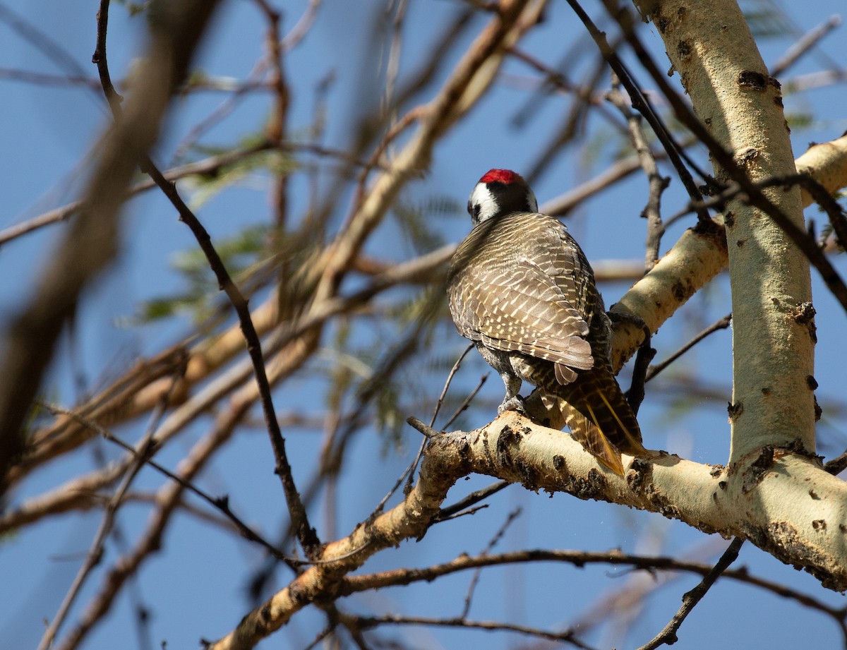 Bearded Woodpecker - ML618370454