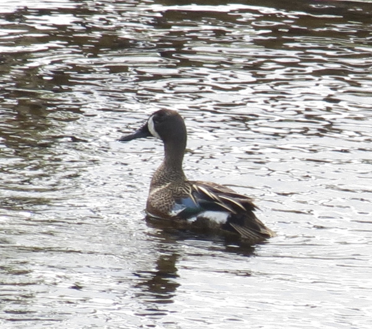 Blue-winged Teal - ML618370487