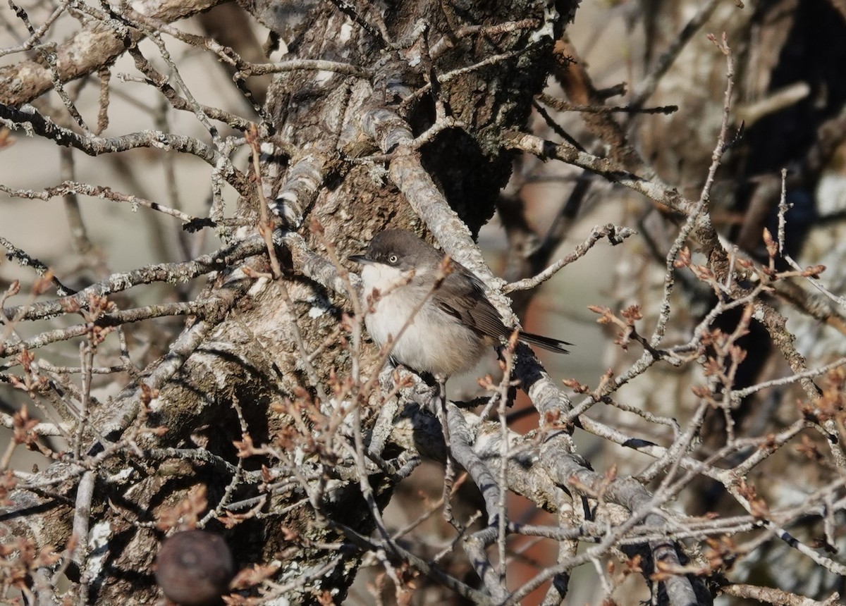 Western Orphean Warbler - ML618370509