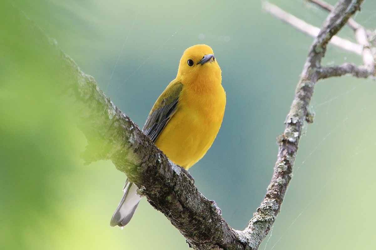 Prothonotary Warbler - ML618370511