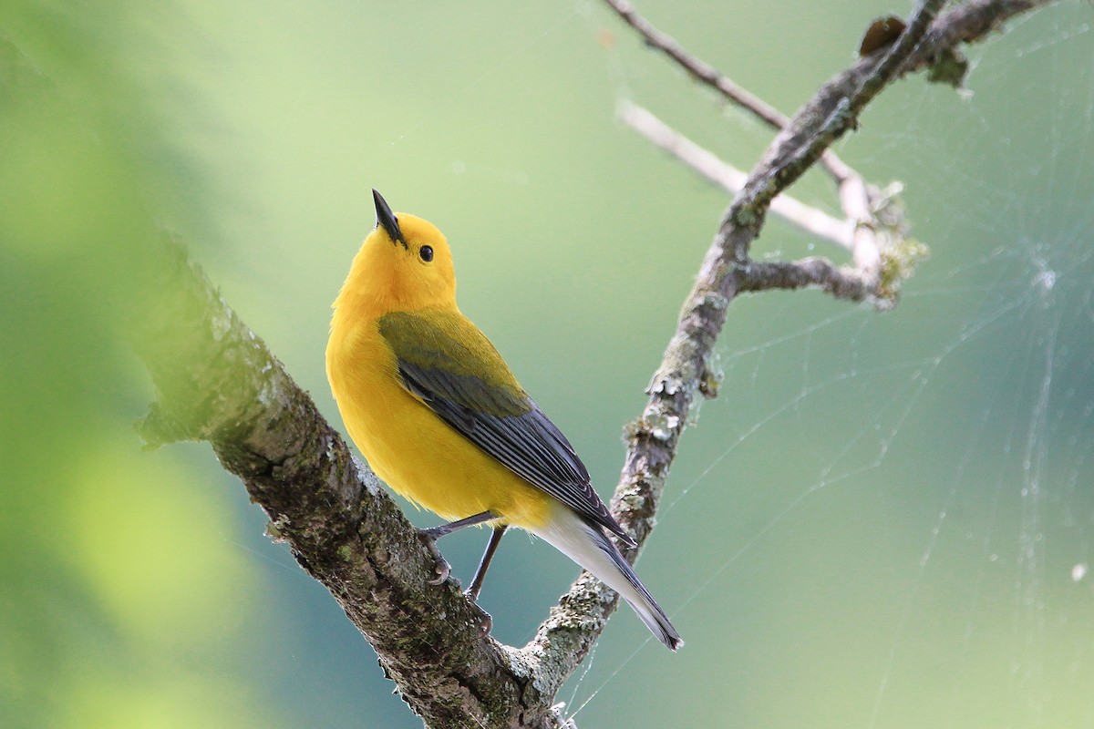 Prothonotary Warbler - ML618370512