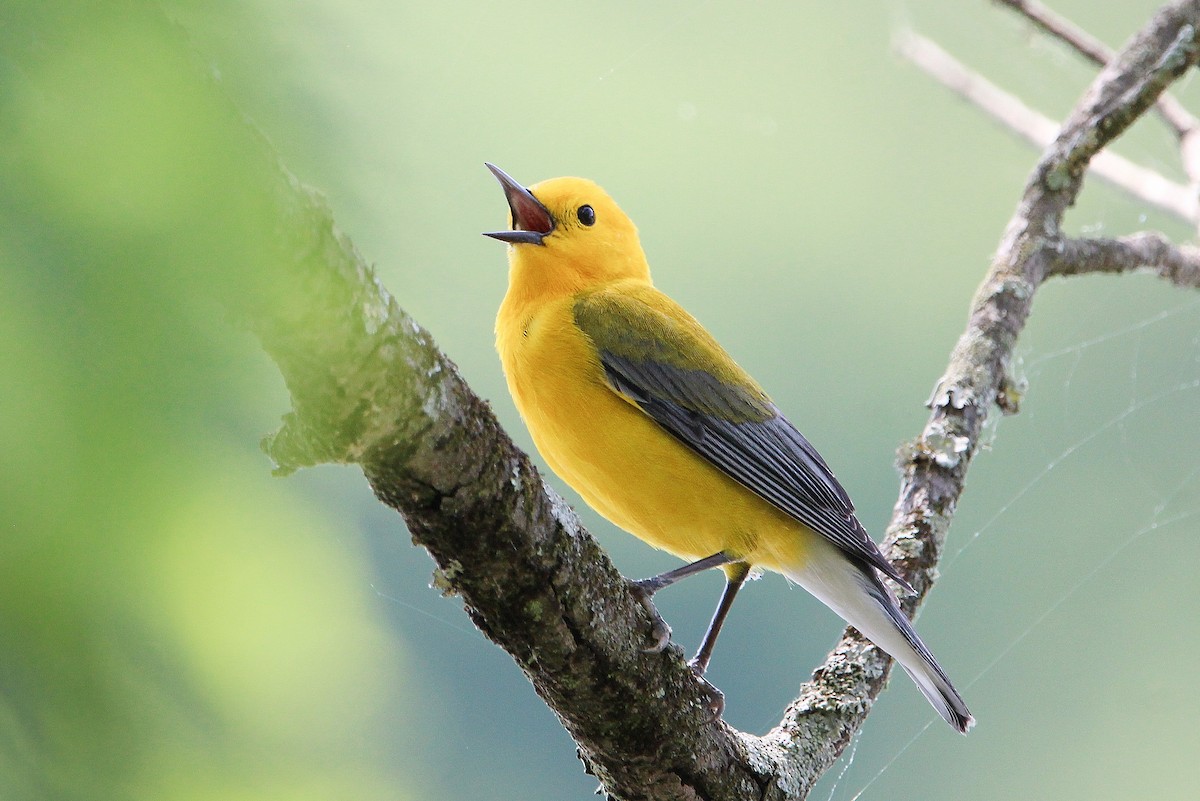 Prothonotary Warbler - ML618370513
