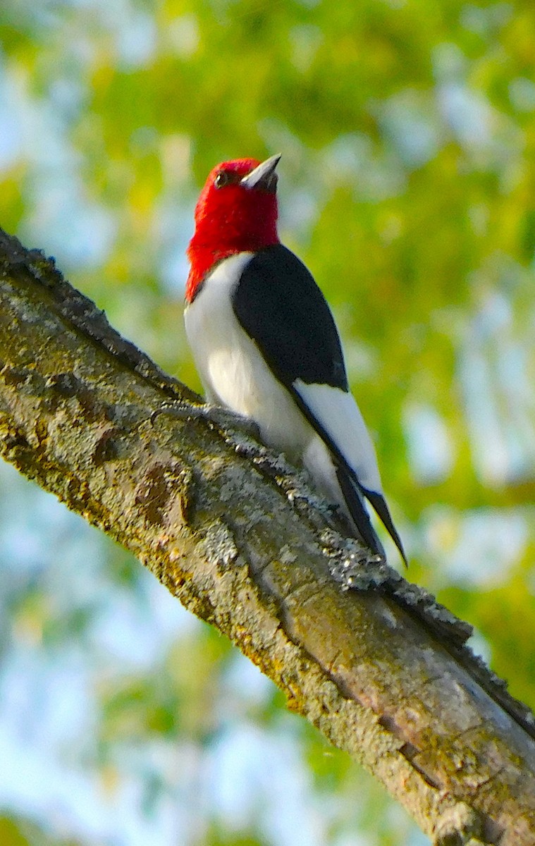 Red-headed Woodpecker - ML618370537