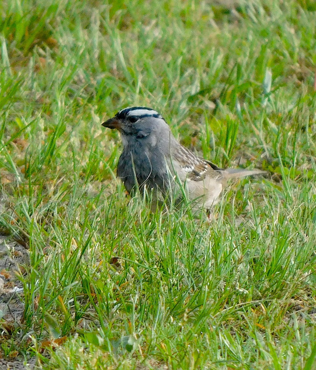 White-crowned Sparrow - ML618370543