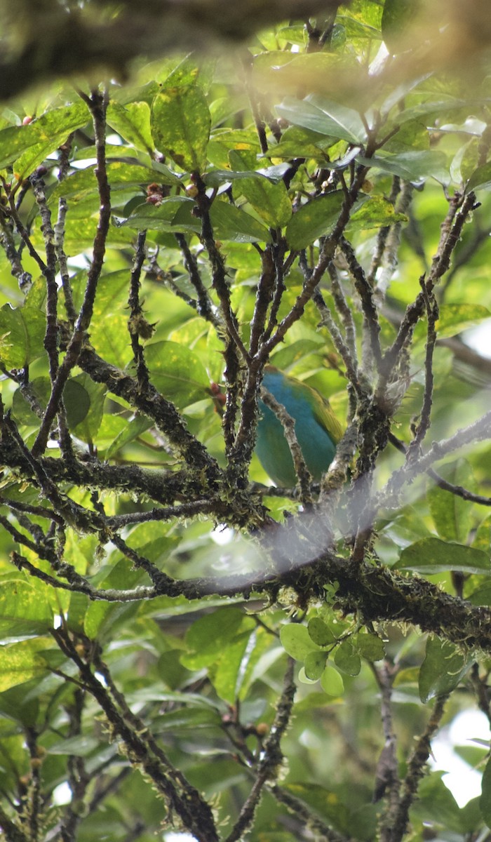 Bay-headed Tanager (Bay-and-blue) - ML618370580