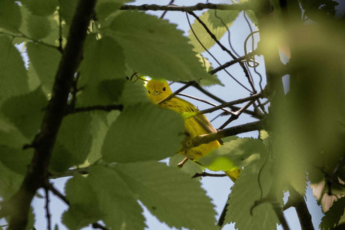 Yellow Warbler - ML618370592