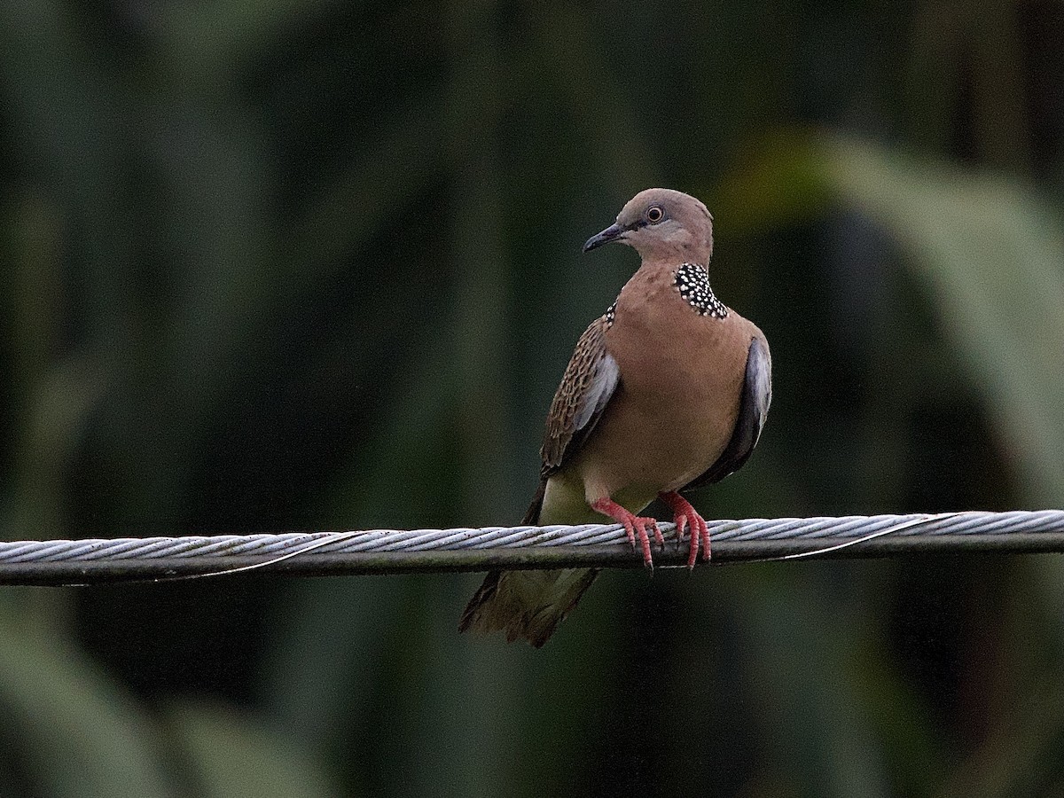 Spotted Dove - ML618370593