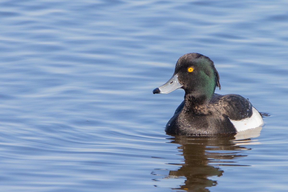 Tufted Duck - ML618370623