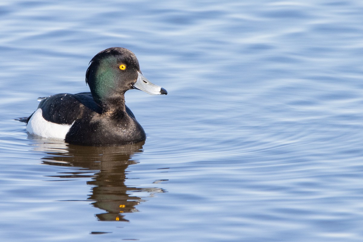 Tufted Duck - ML618370624