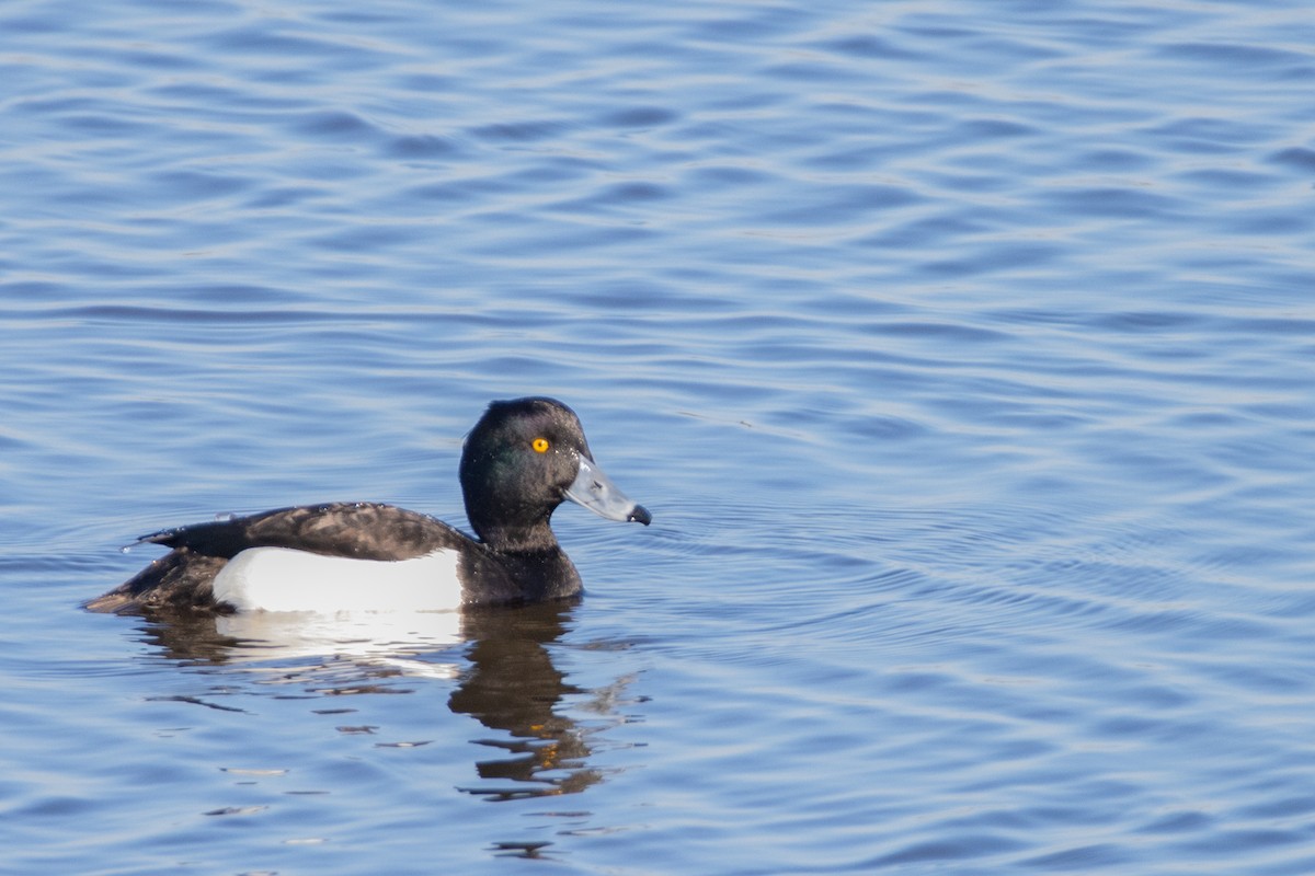 Tufted Duck - ML618370625