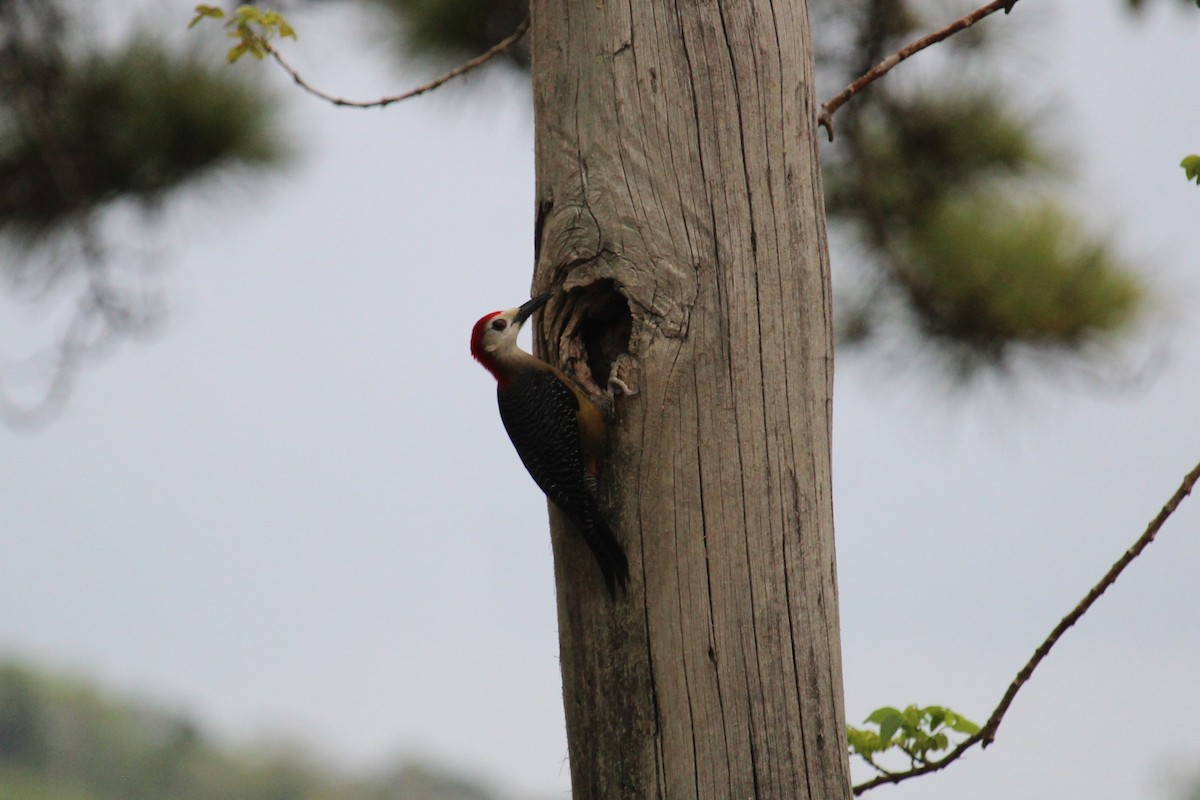 Jamaican Woodpecker - ML618370652