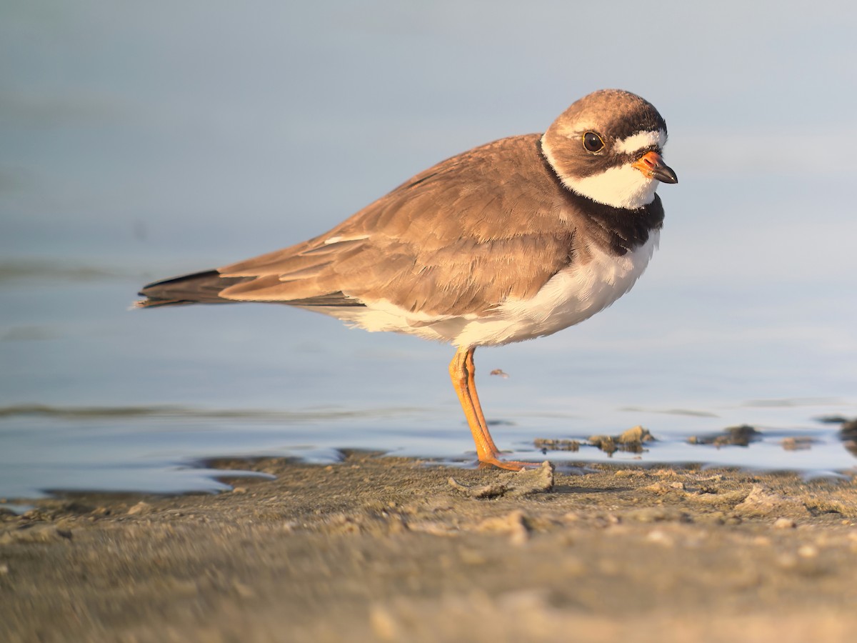 Semipalmated Plover - ML618370670