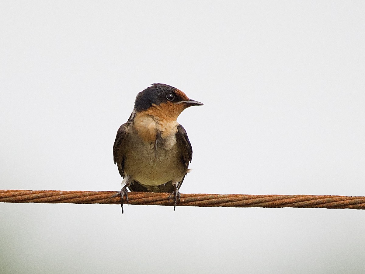 Pacific Swallow - ML618370704