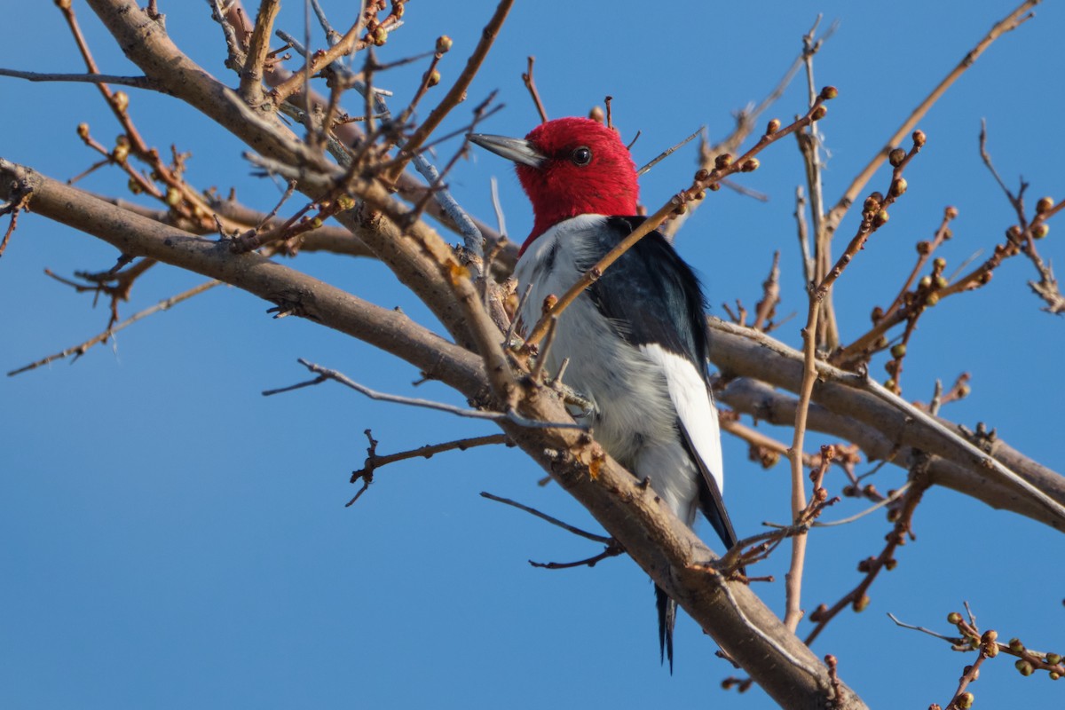 Red-headed Woodpecker - ML618370711
