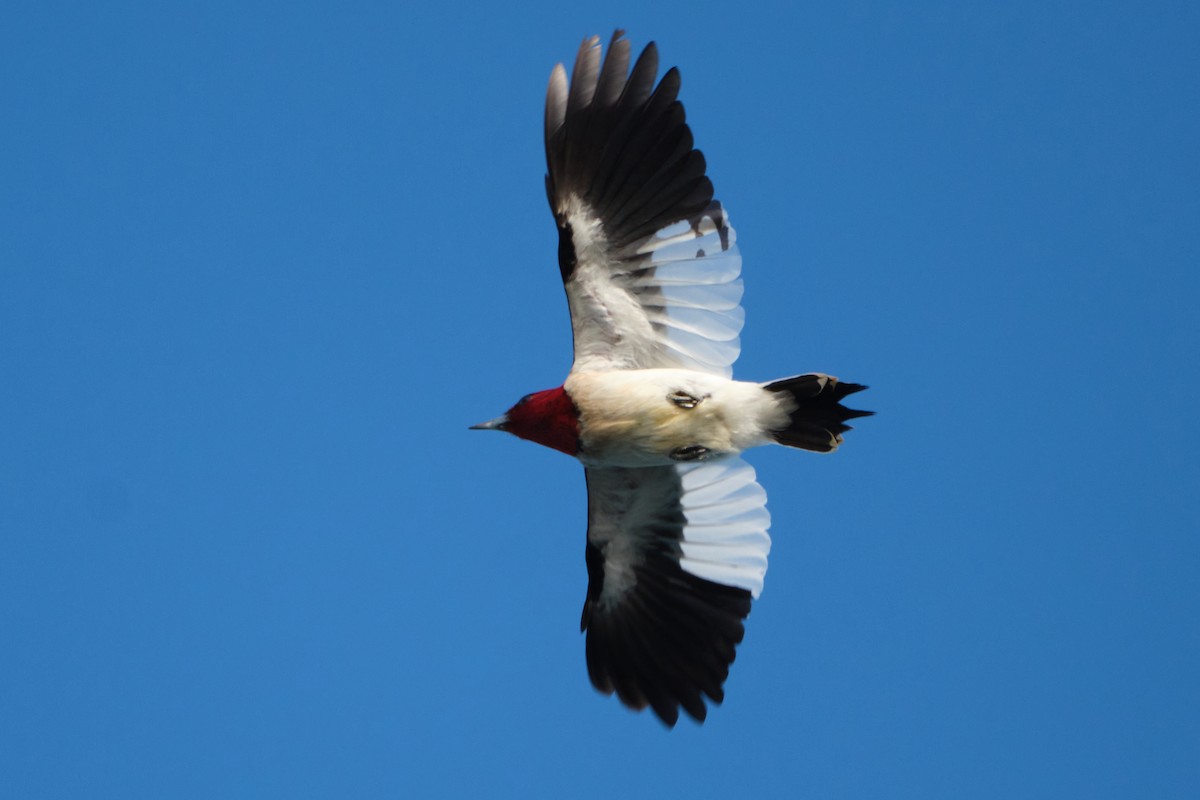 Red-headed Woodpecker - ML618370716