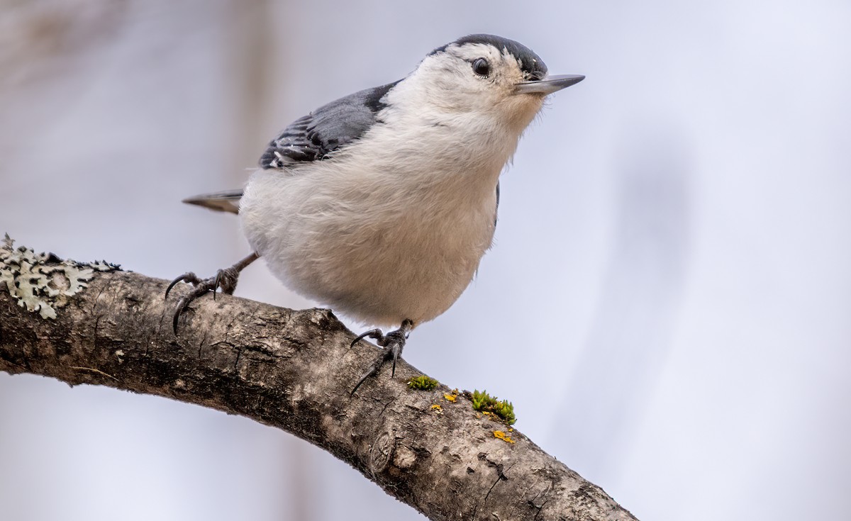 White-breasted Nuthatch - ML618370760