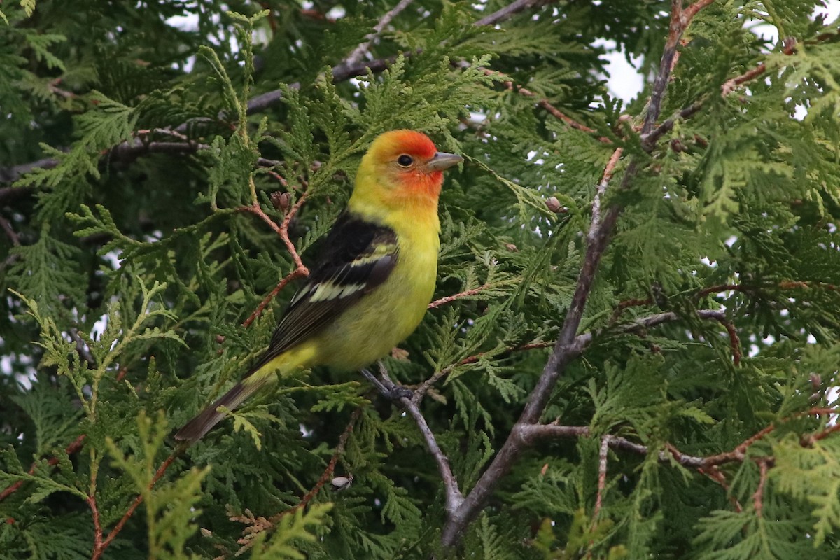 Western Tanager - ML618370766