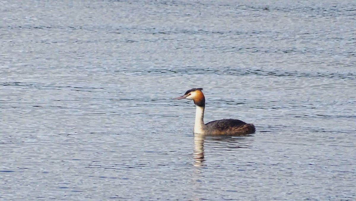 Great Crested Grebe - ML618370774