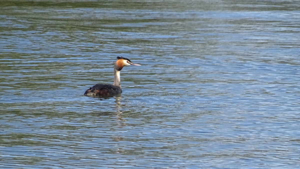 Great Crested Grebe - ML618370775