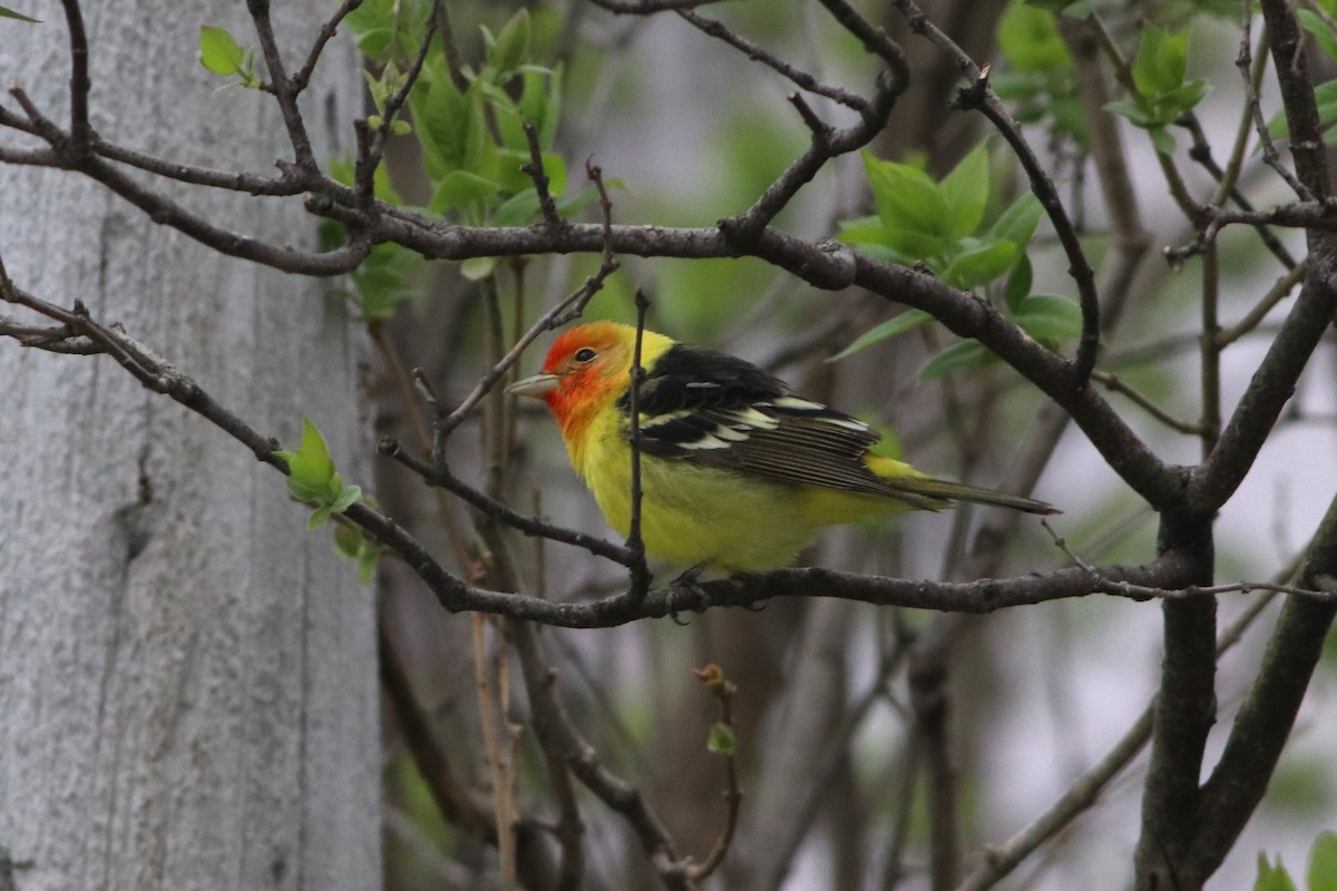 Western Tanager - ML618370784