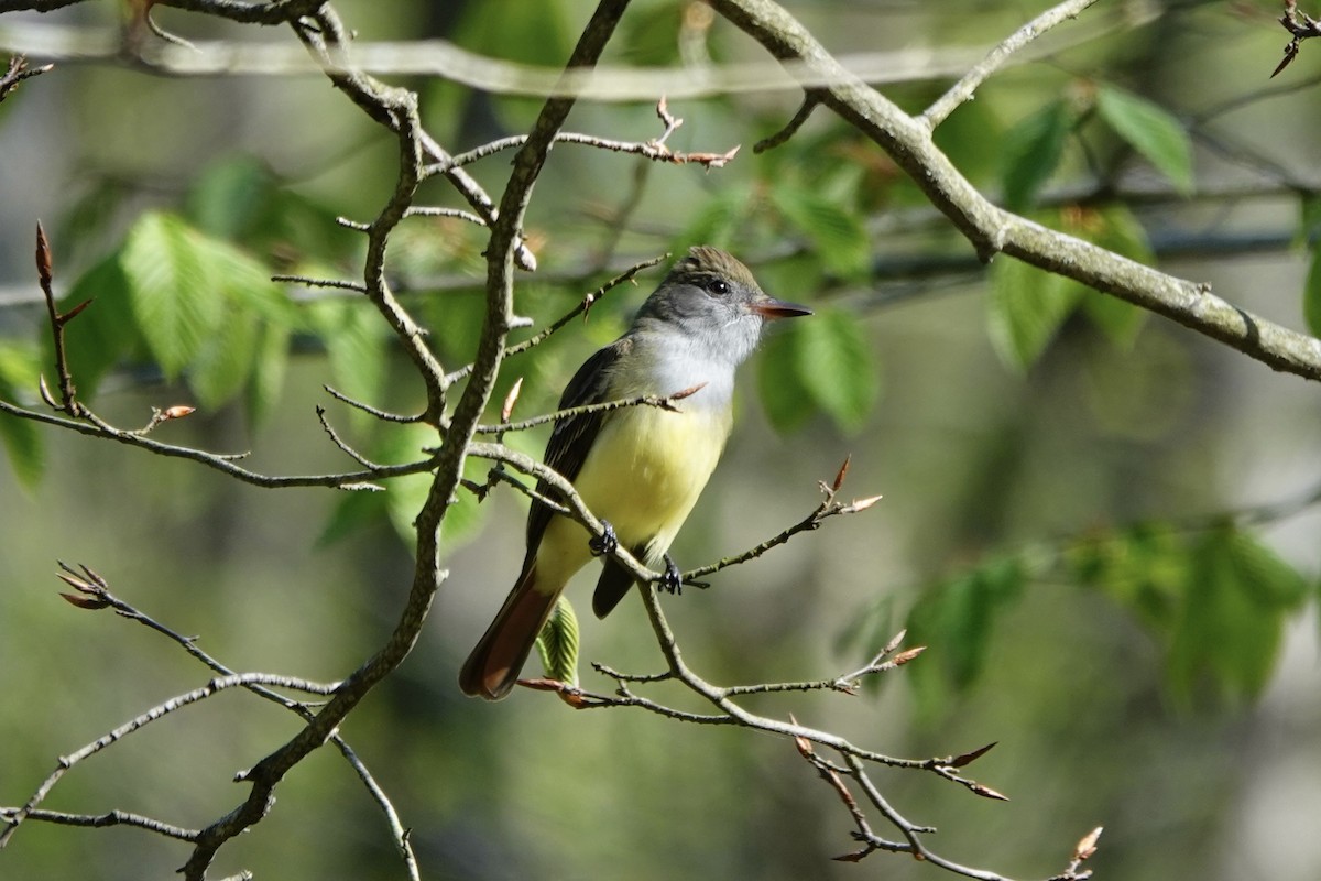 Great Crested Flycatcher - ML618370835