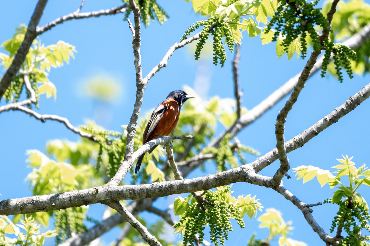 Orchard Oriole - ML618370855