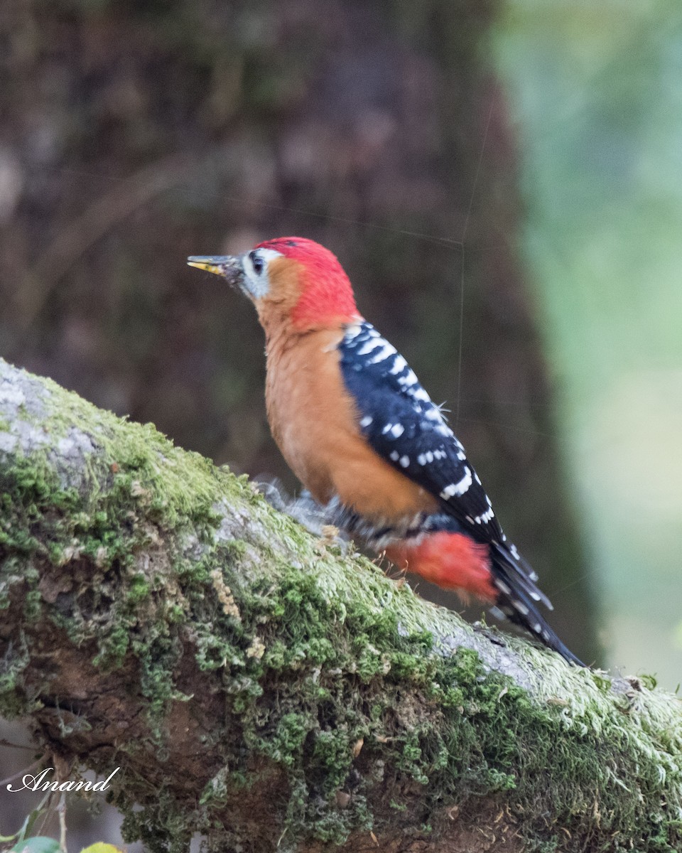 Rufous-bellied Woodpecker - Anand Singh