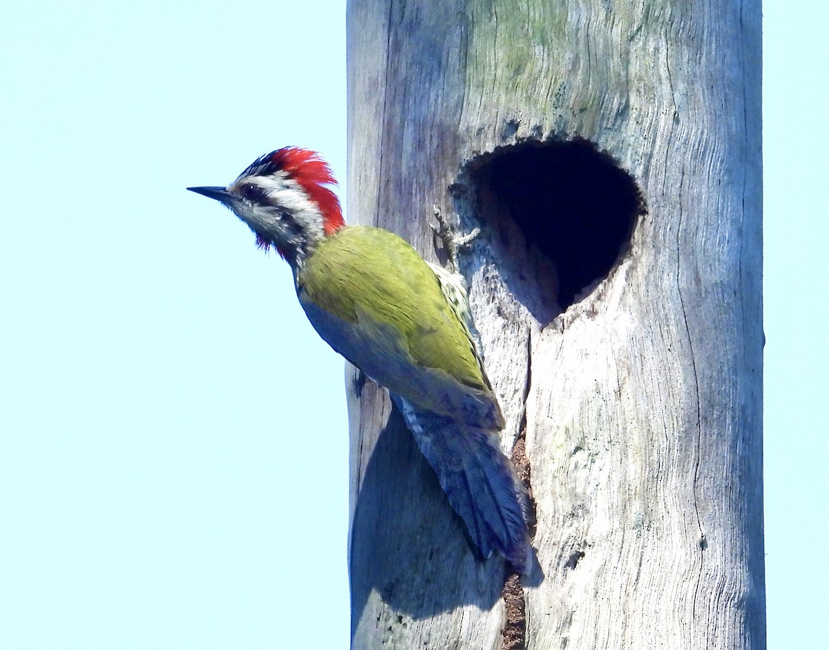 Cuban Green Woodpecker - ML618370895