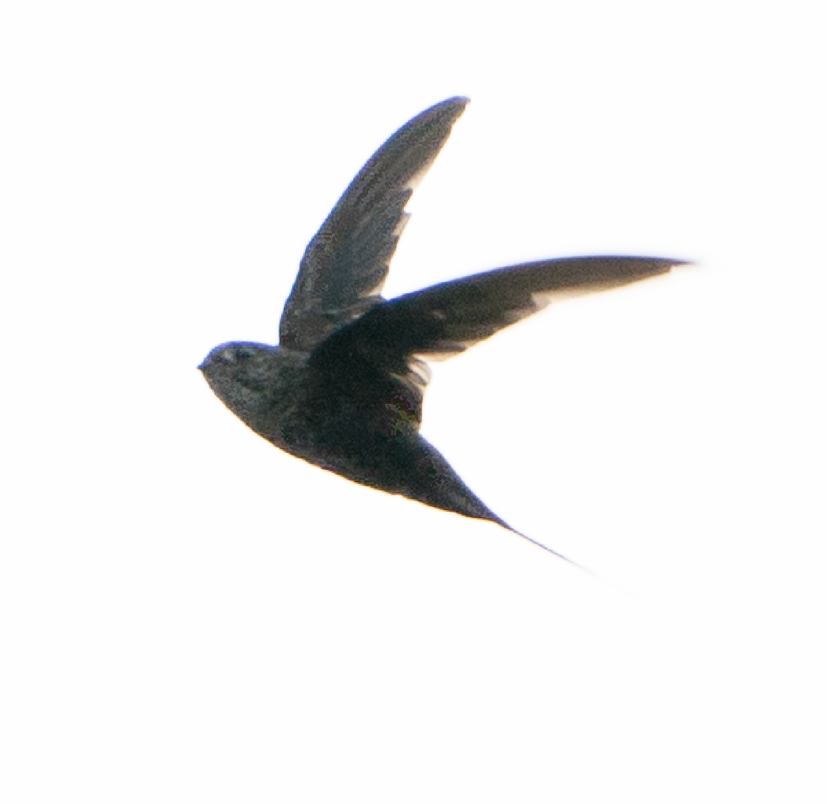 Fork-tailed Palm Swift - ML618370896