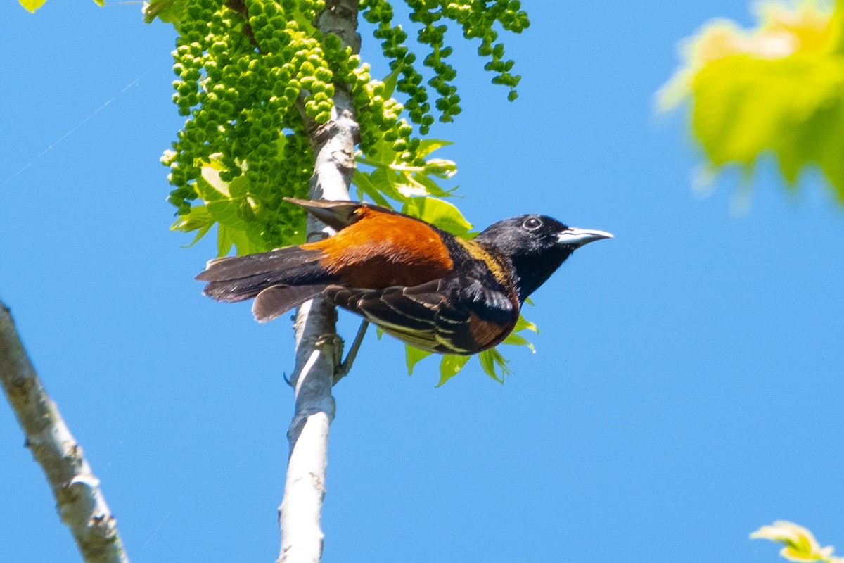 Orchard Oriole - ML618370899