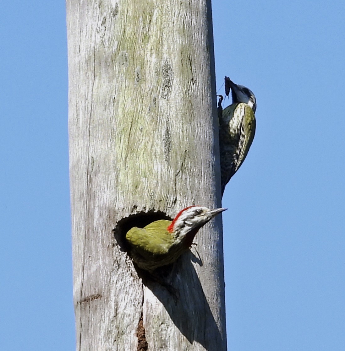 Cuban Green Woodpecker - ML618370918