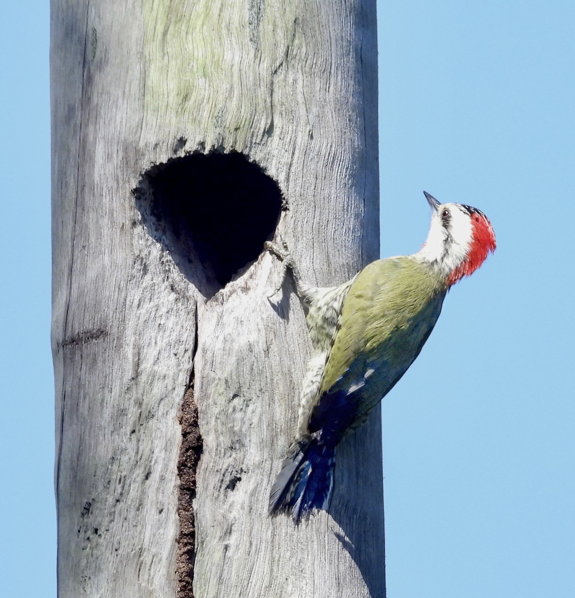 Cuban Green Woodpecker - ML618370920