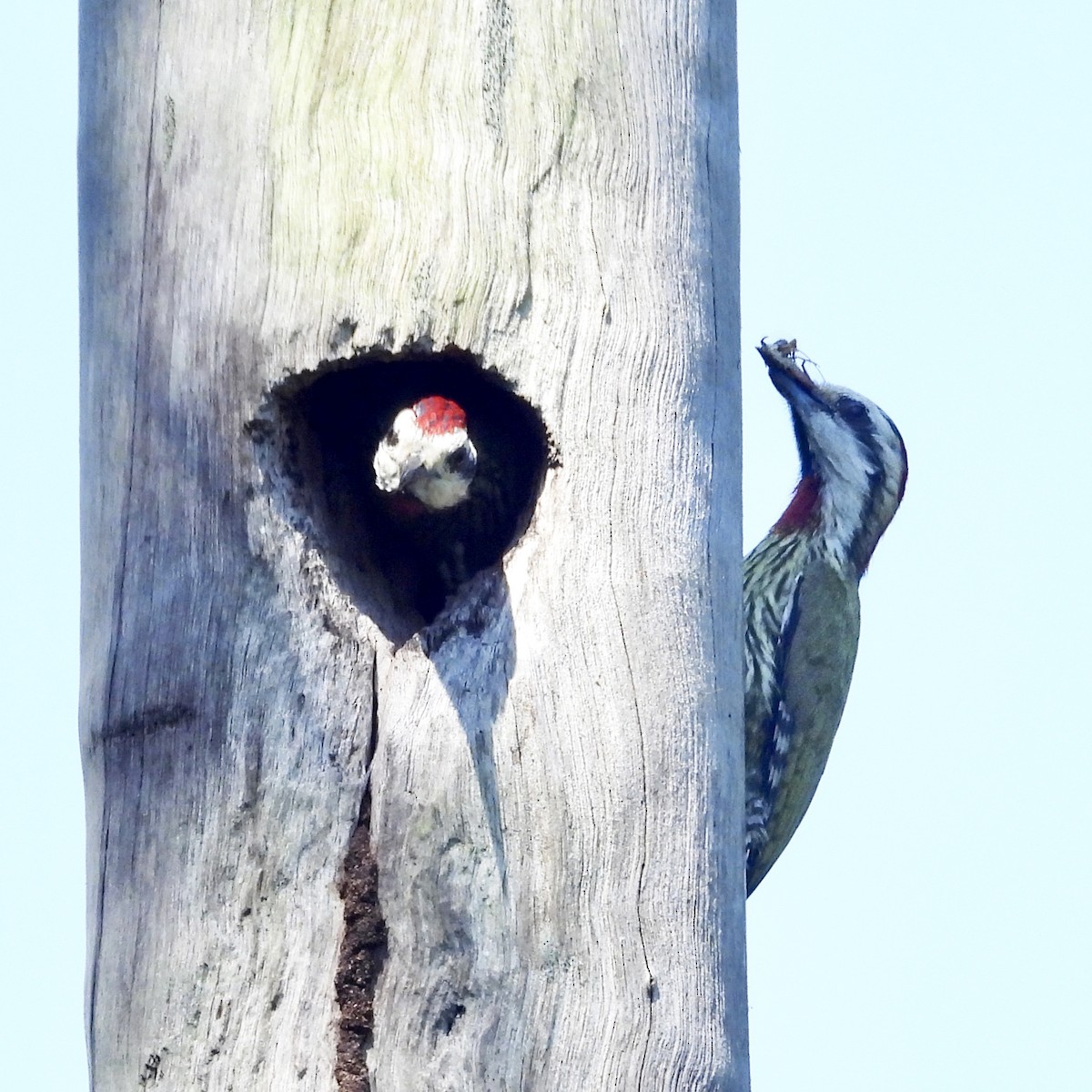 Cuban Green Woodpecker - ML618370921