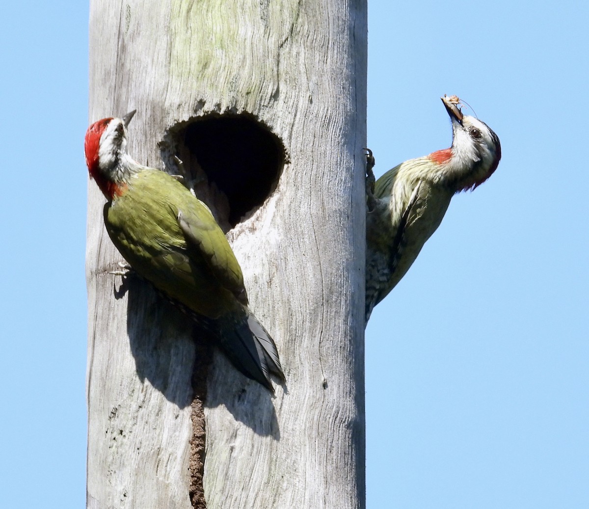 Cuban Green Woodpecker - ML618370922