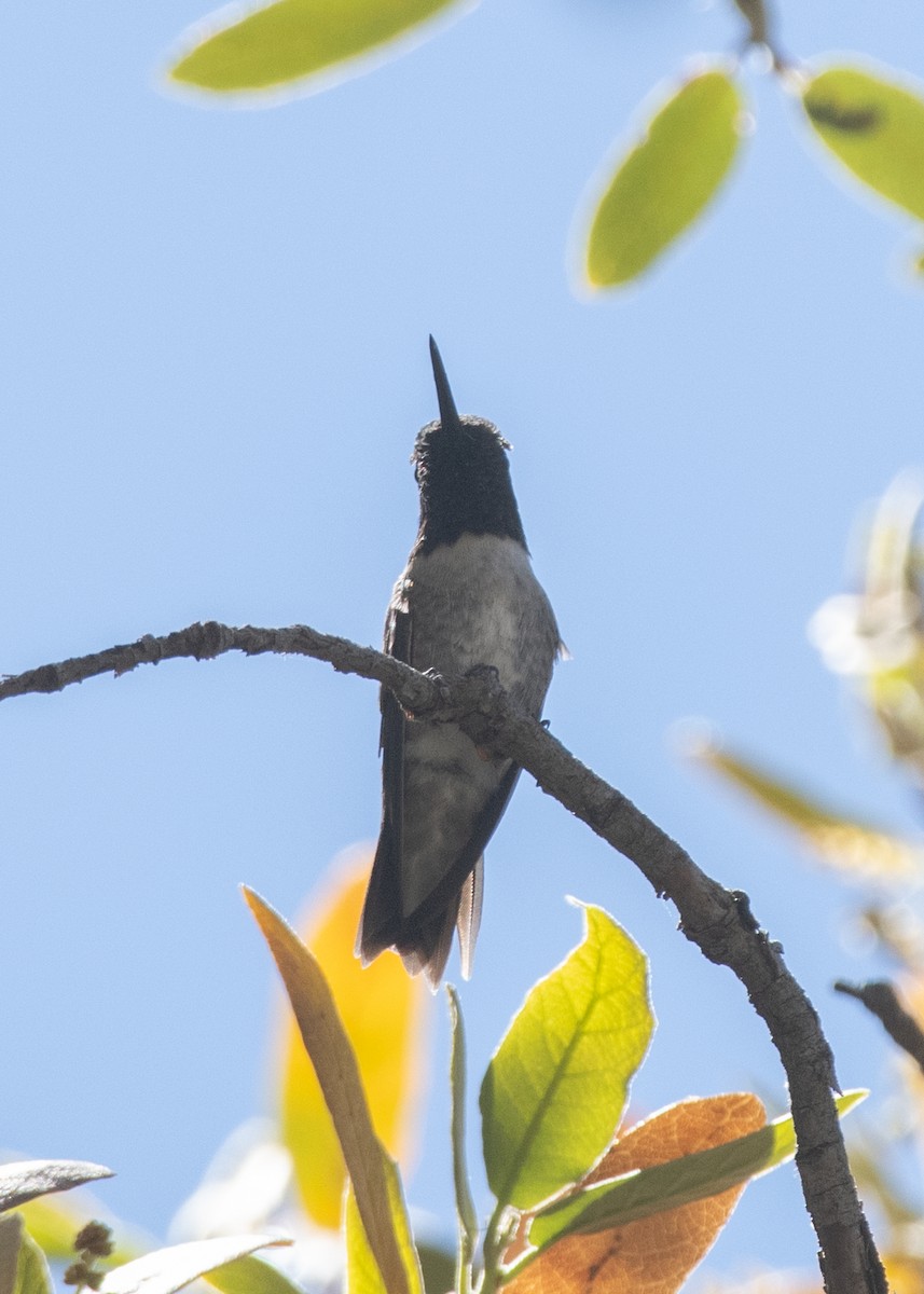 Black-chinned Hummingbird - ML618370939