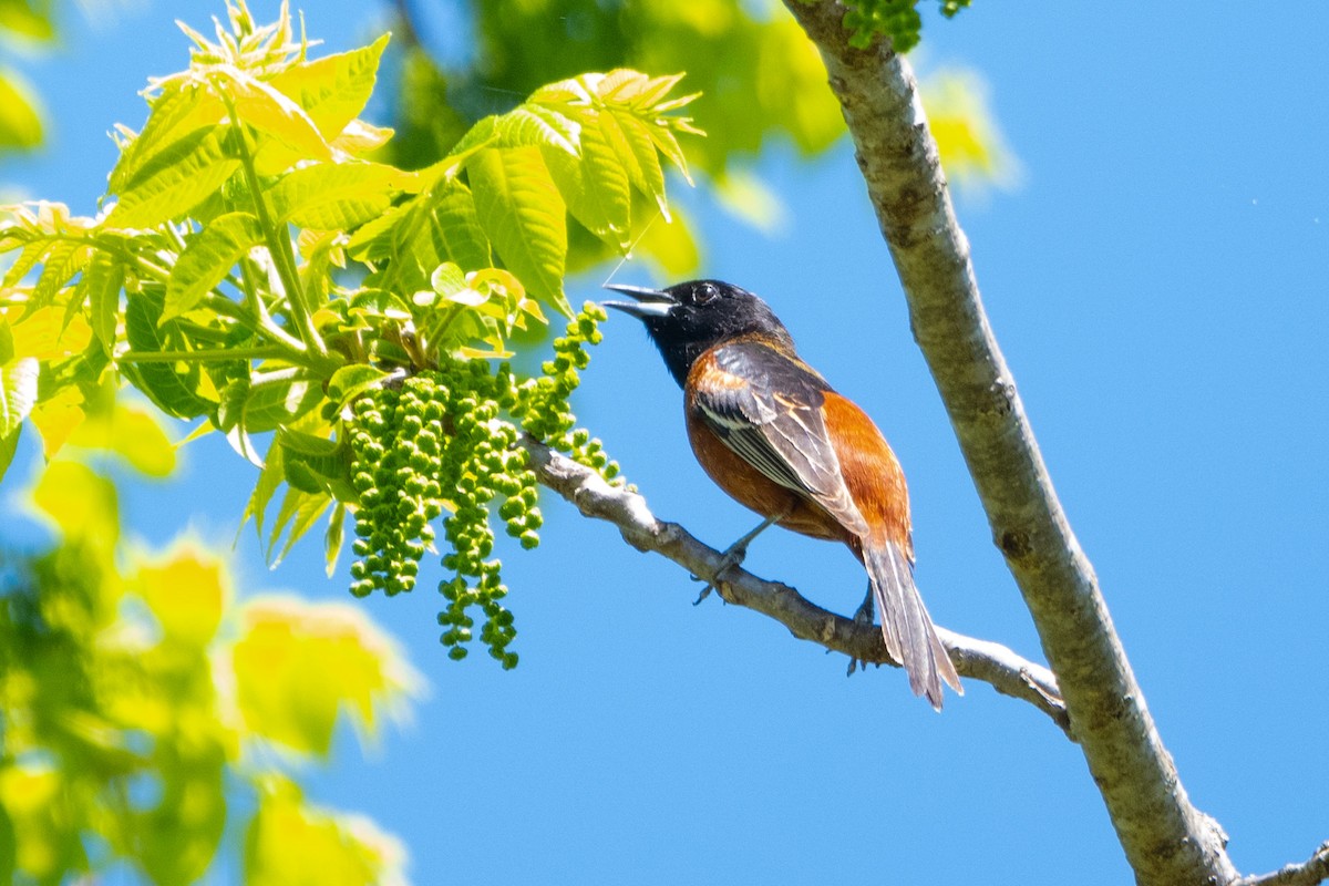 Orchard Oriole - ML618370954