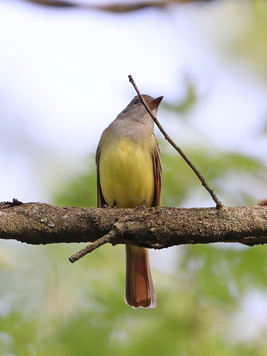 Great Crested Flycatcher - ML618370976