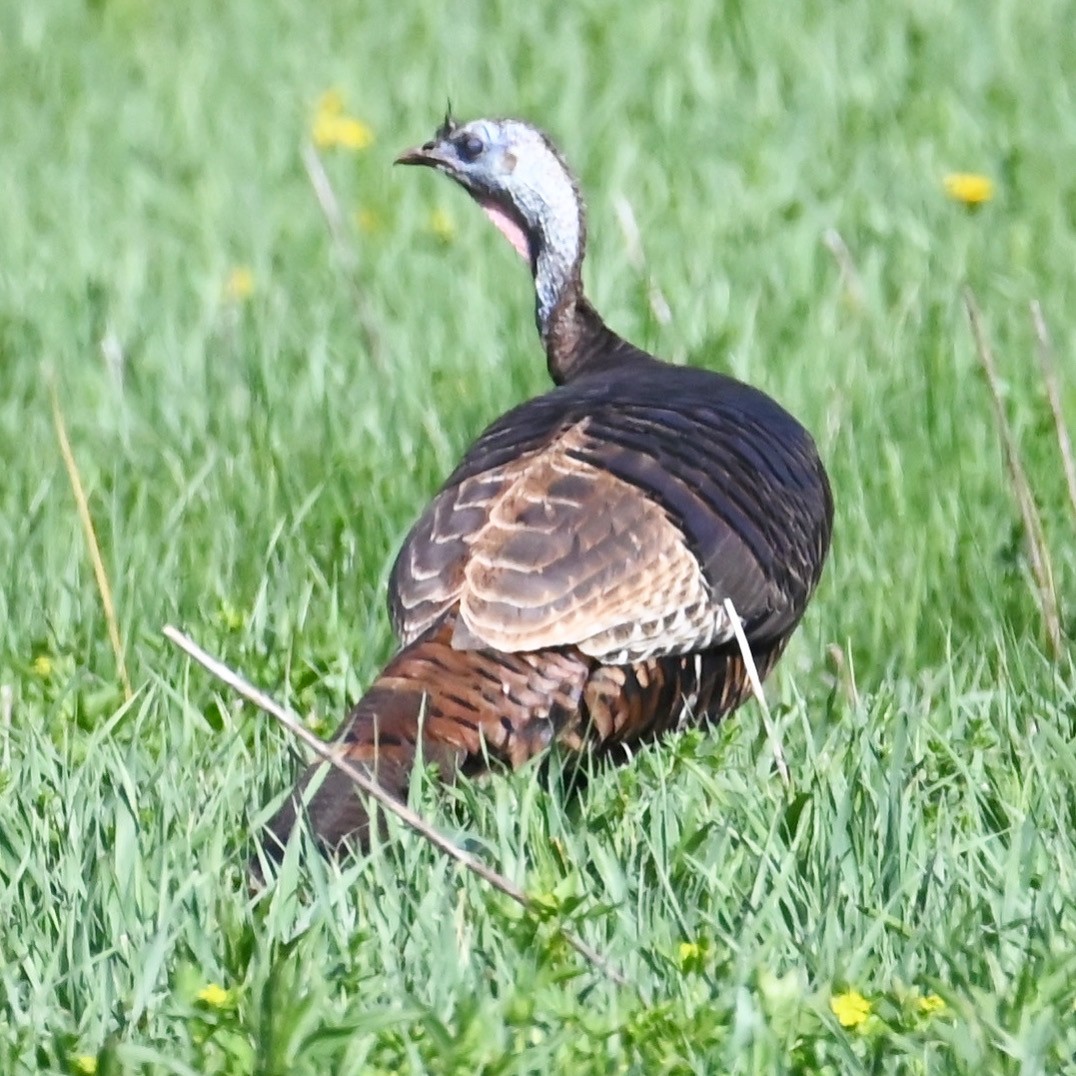 Wild Turkey - Brigid Beauchamp