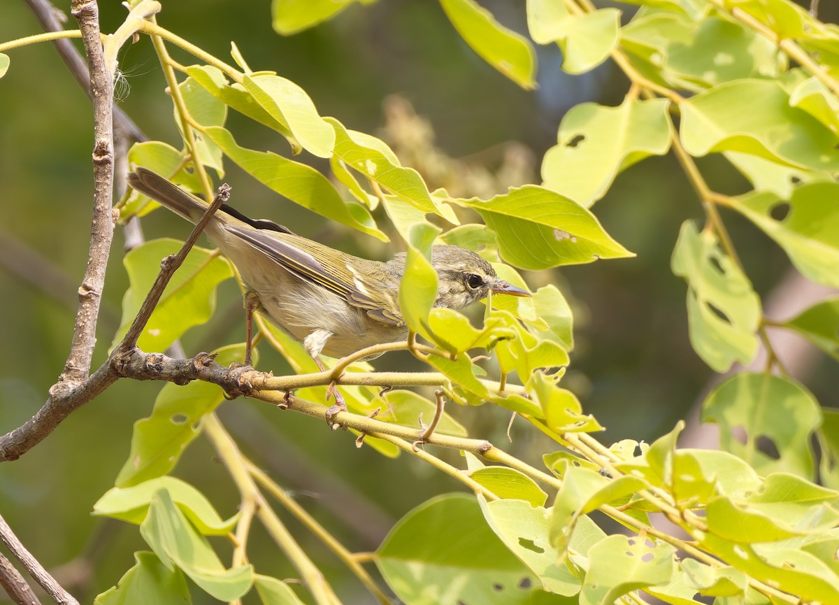 Two-barred Warbler - ML618371010