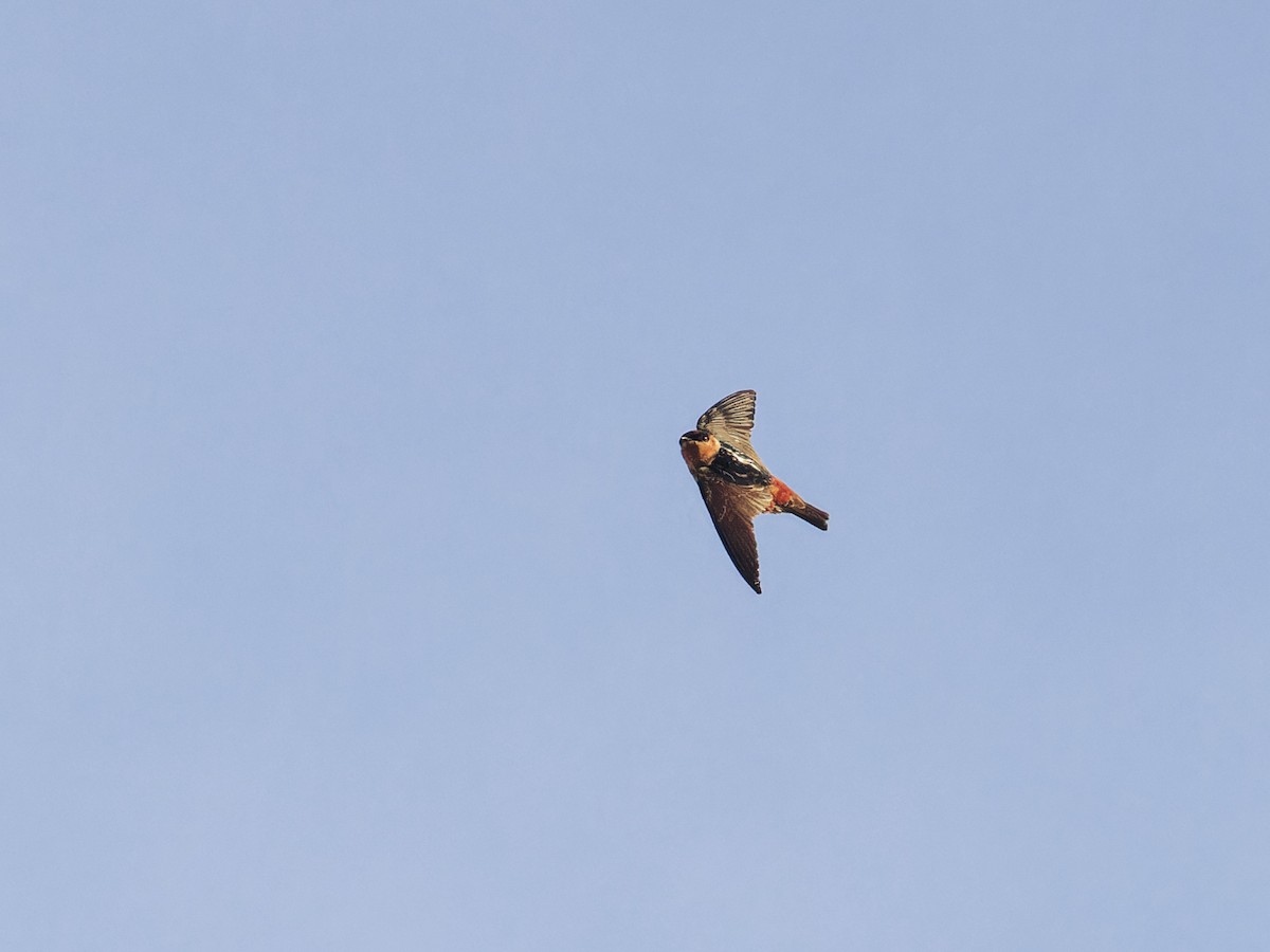 Cave Swallow - ML618371018