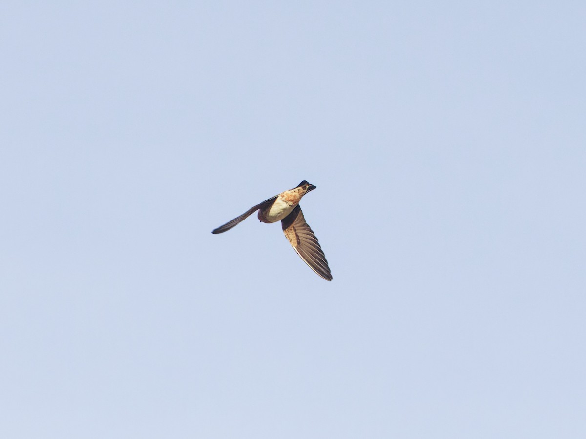 Cave Swallow - ML618371020
