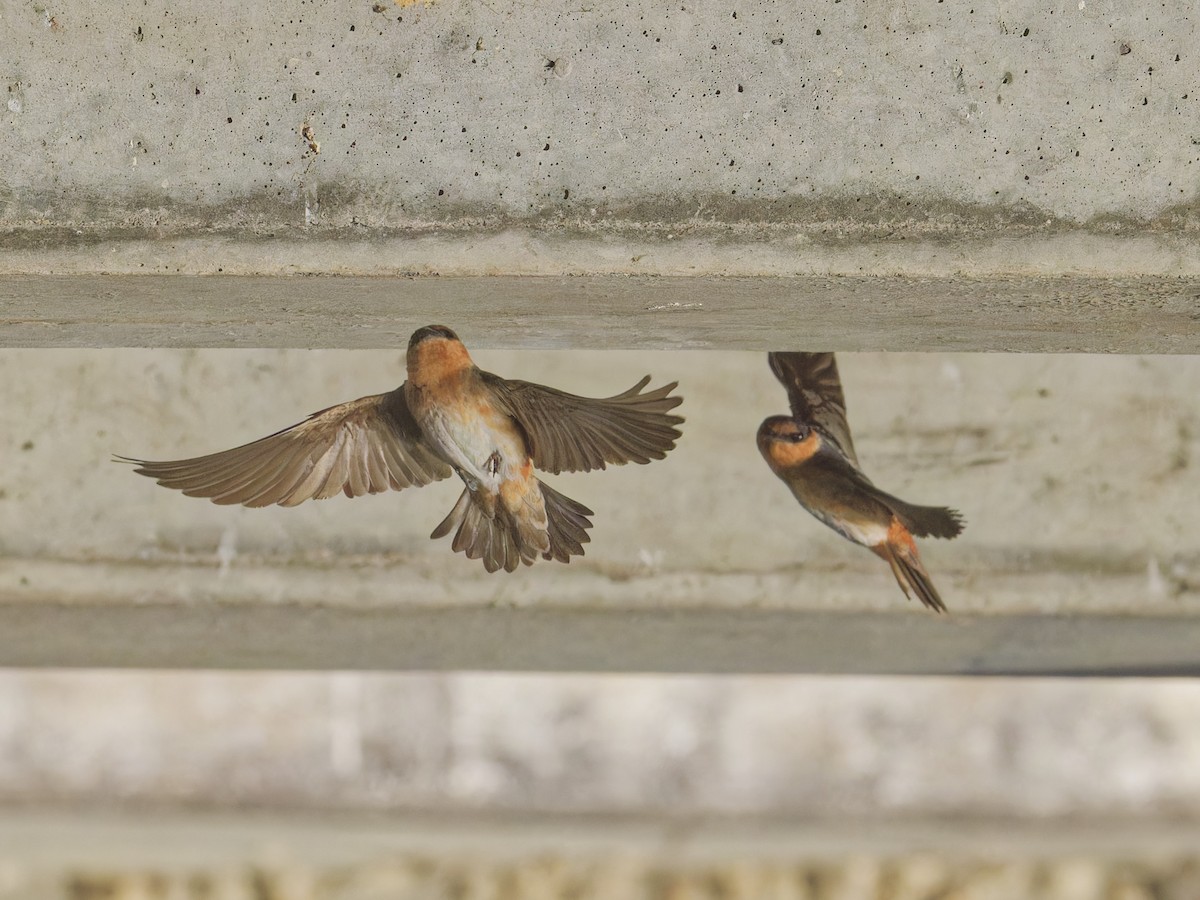 Cave Swallow - ML618371021