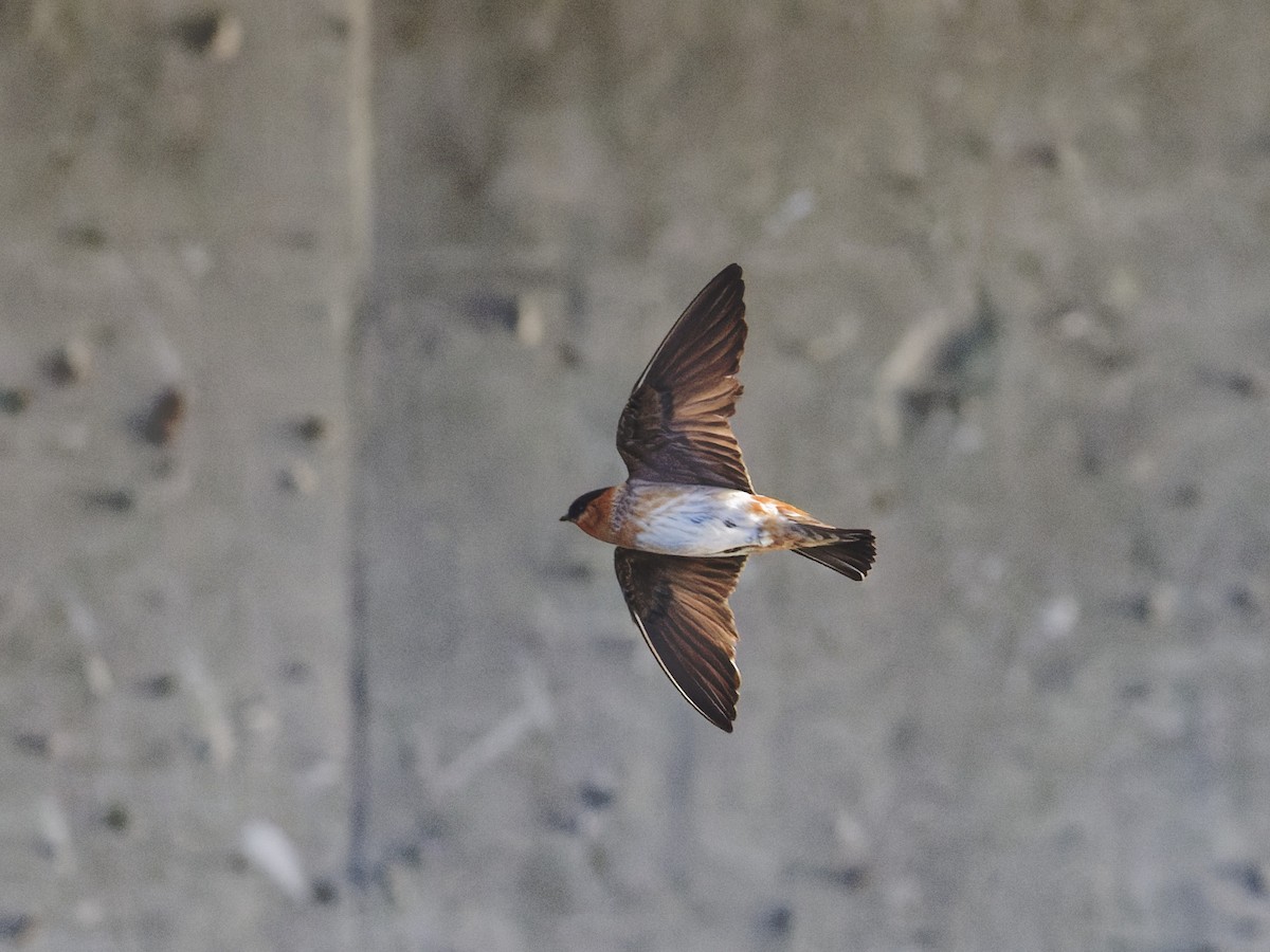 Cave Swallow - ML618371023