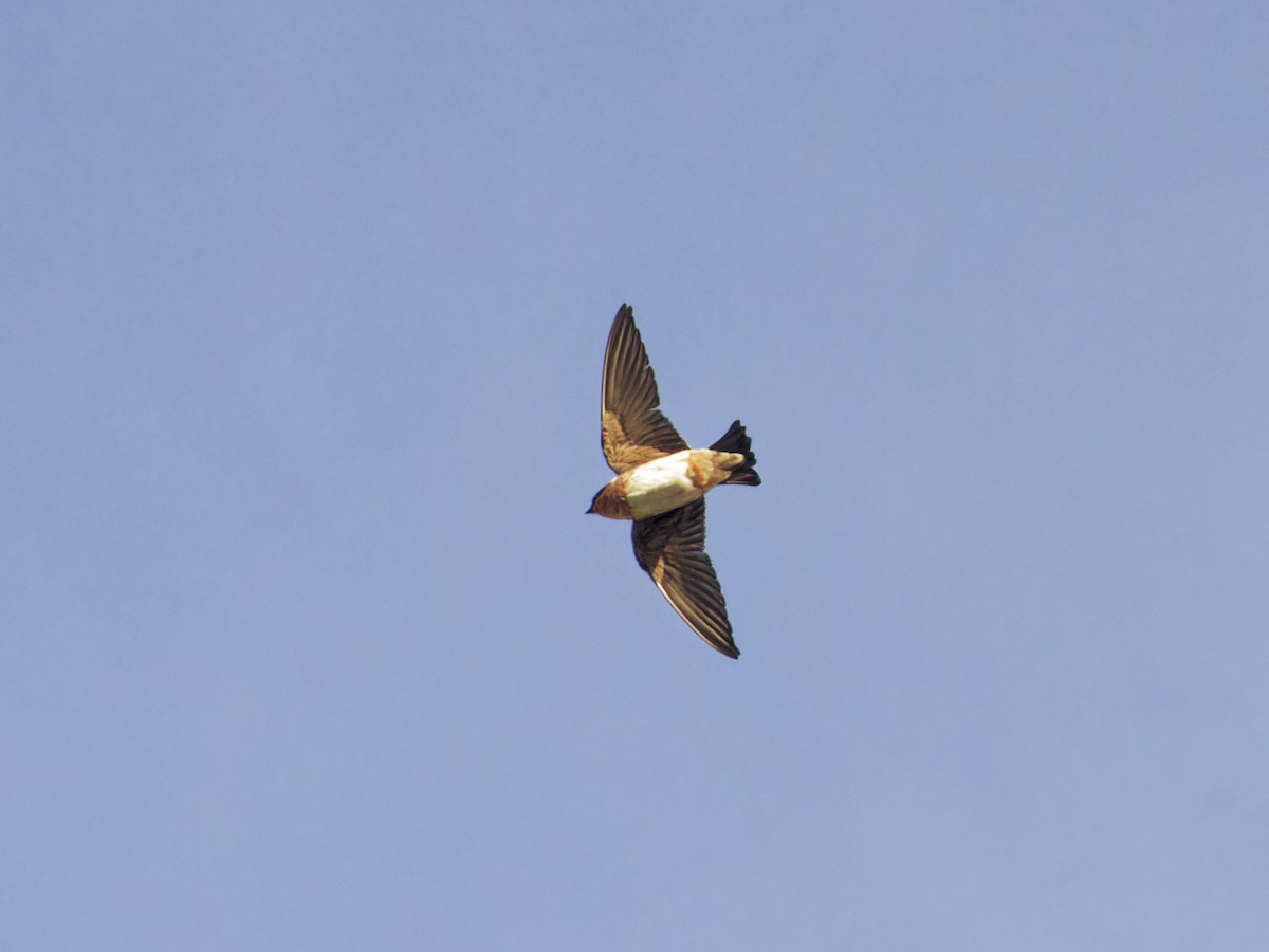 Cave Swallow - ML618371024